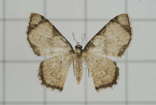 Слика од Chalyboclydon marginata Warren 1893