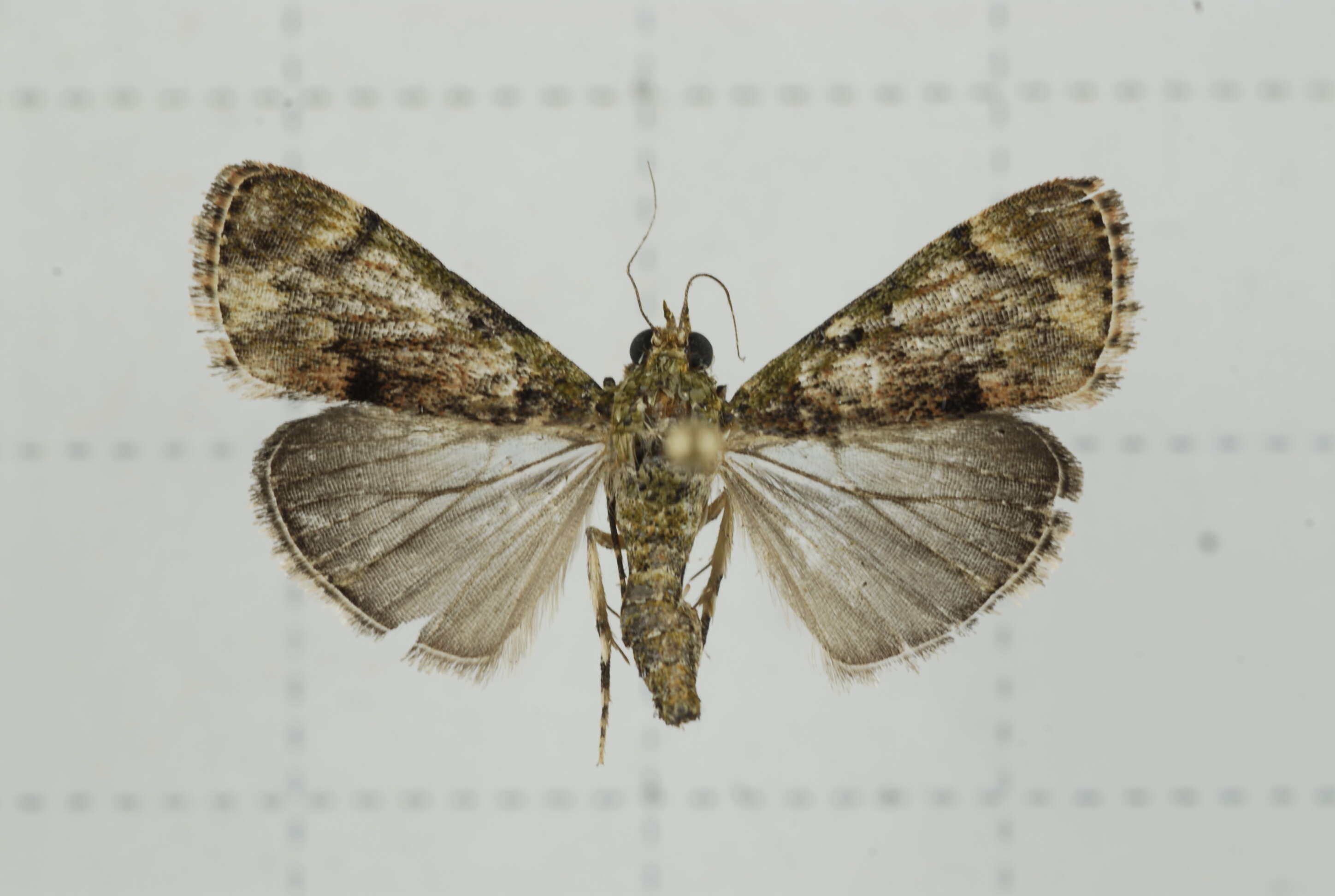 Image of Lamida obscura