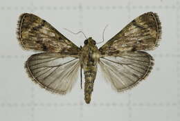 Image of Lamida obscura