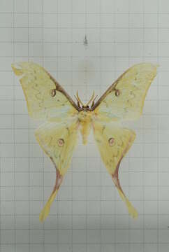 Imagem de Actias sinensis (Walker 1855)