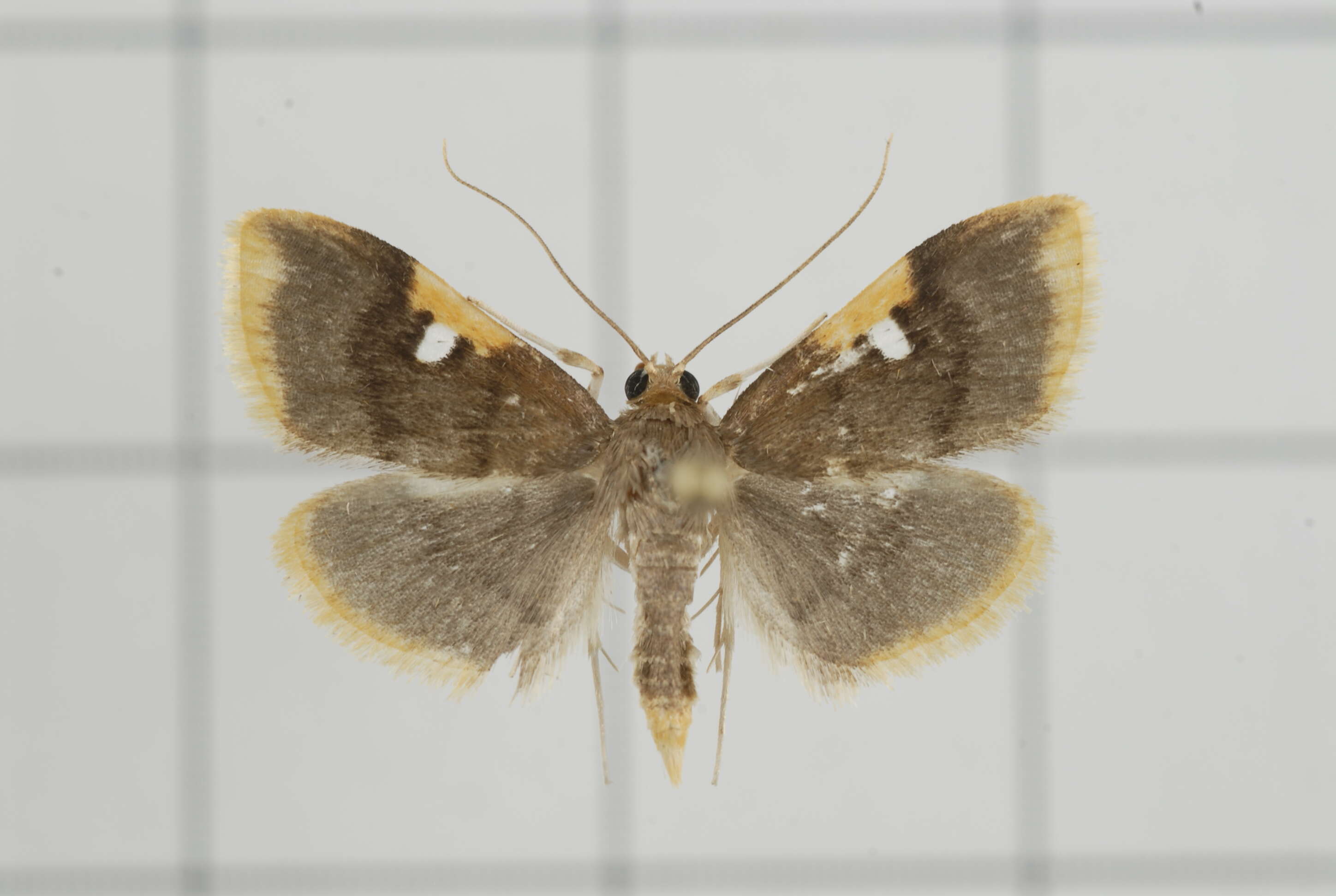 Image of Callibotys carapina