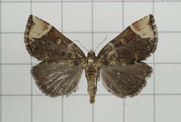 Image of Omphalomia hirta South 1901