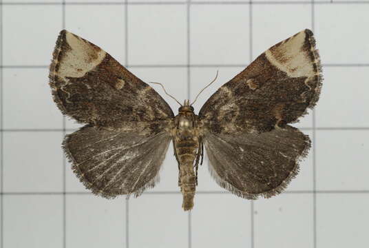 Omphalomia hirta South 1901的圖片