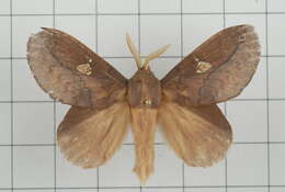 Image of Euthrix laeta Walker 1855