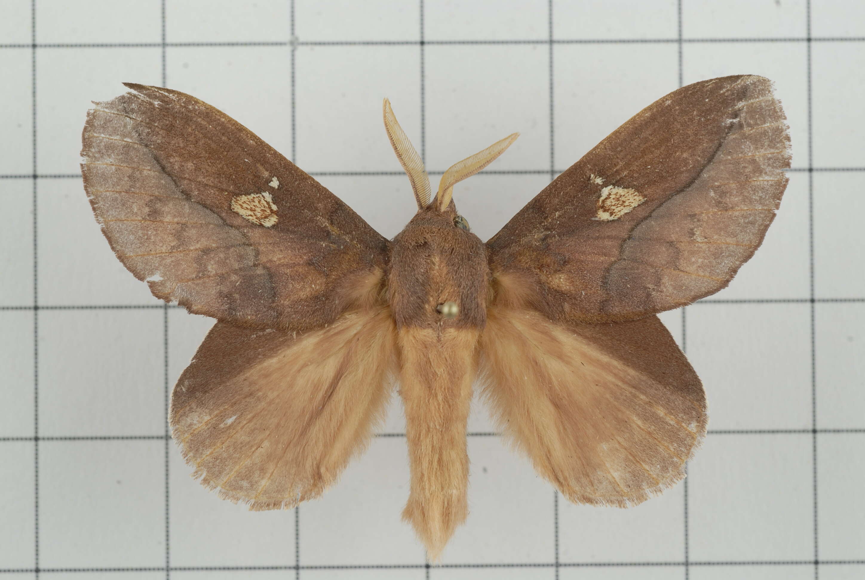 Image of Euthrix laeta Walker 1855