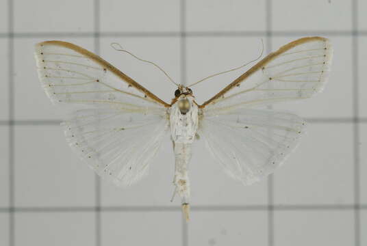 Imagem de Palpita asiaticalis Inoue 1994