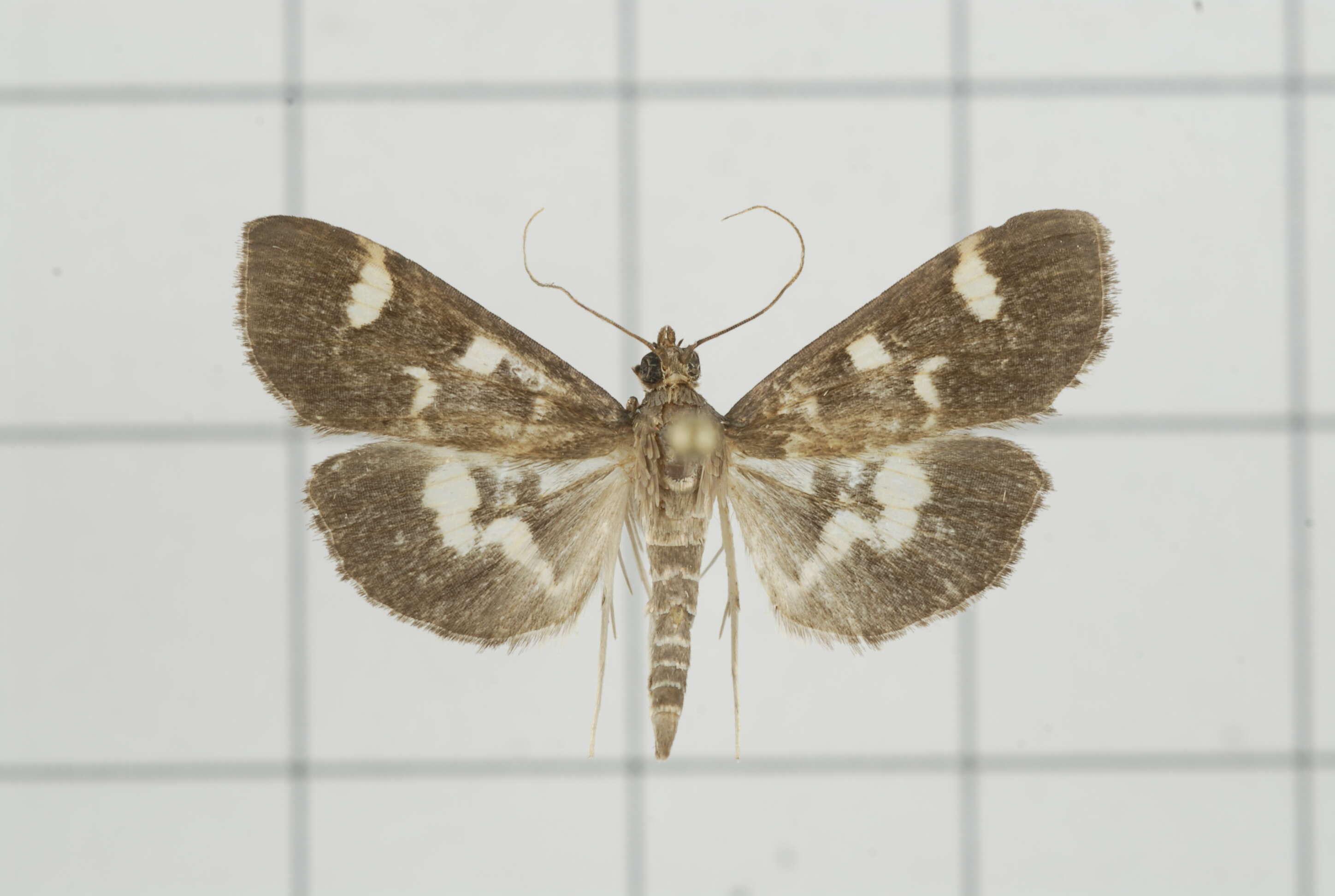 Image de Herpetogramma luctuosalis Guenée 1854