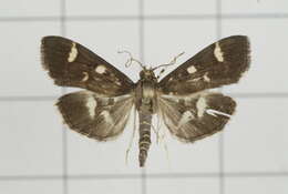 Image de Herpetogramma luctuosalis Guenée 1854