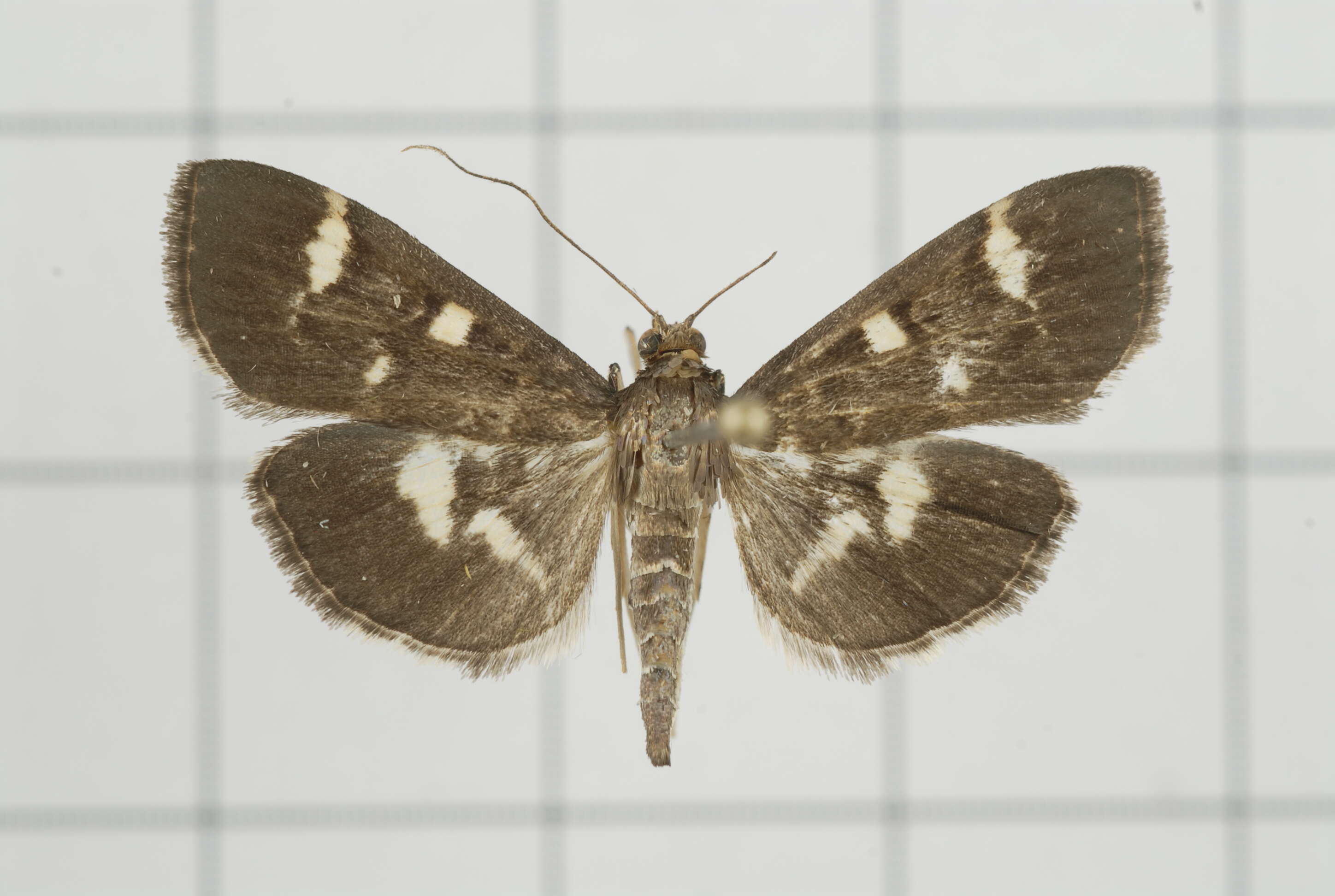 Image de Herpetogramma luctuosalis Guenée 1854