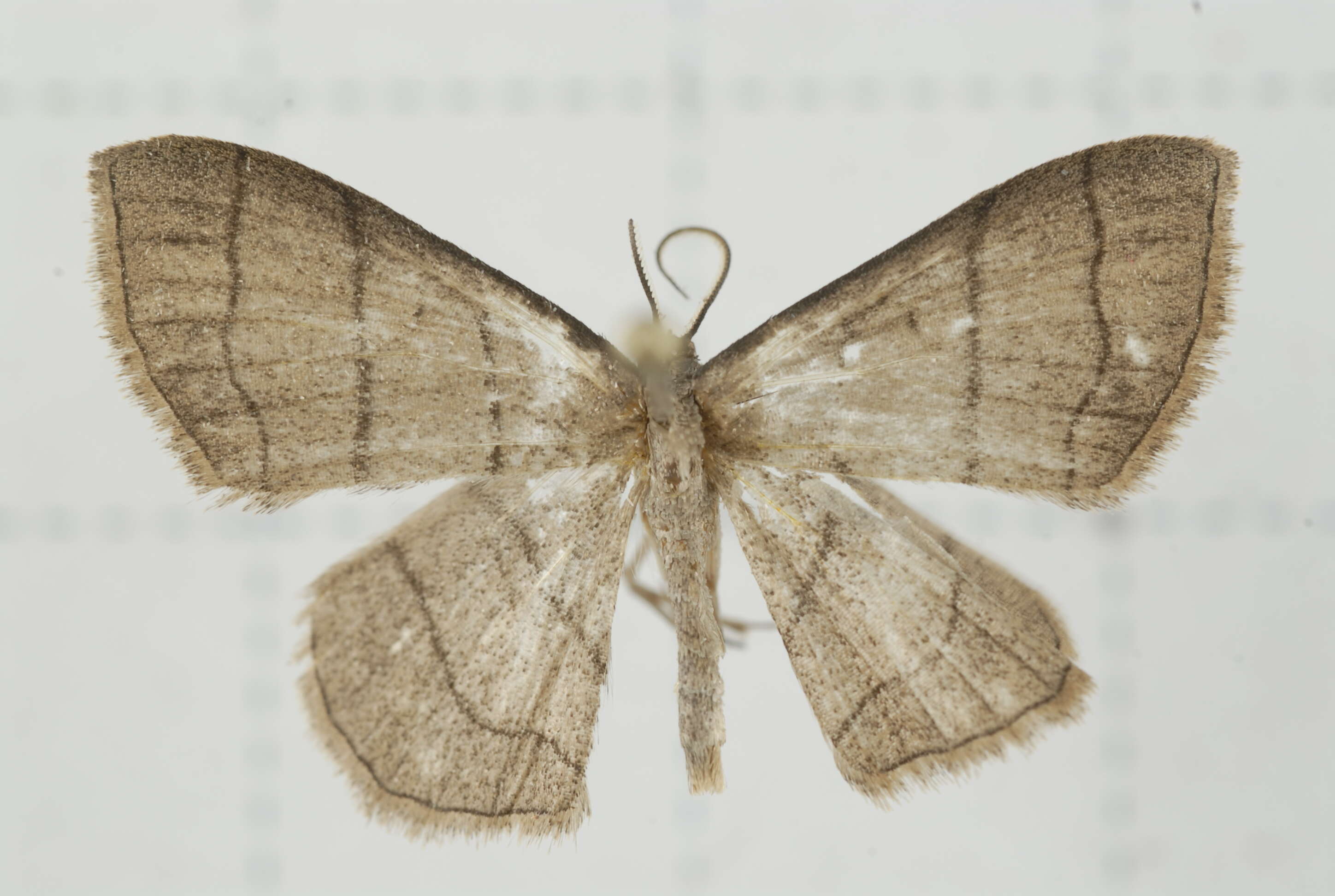 Image of Scopula mecysma Swinhoe 1894