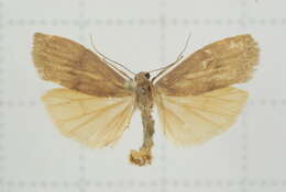 Image of Eilema ratonis Matsumura 1927