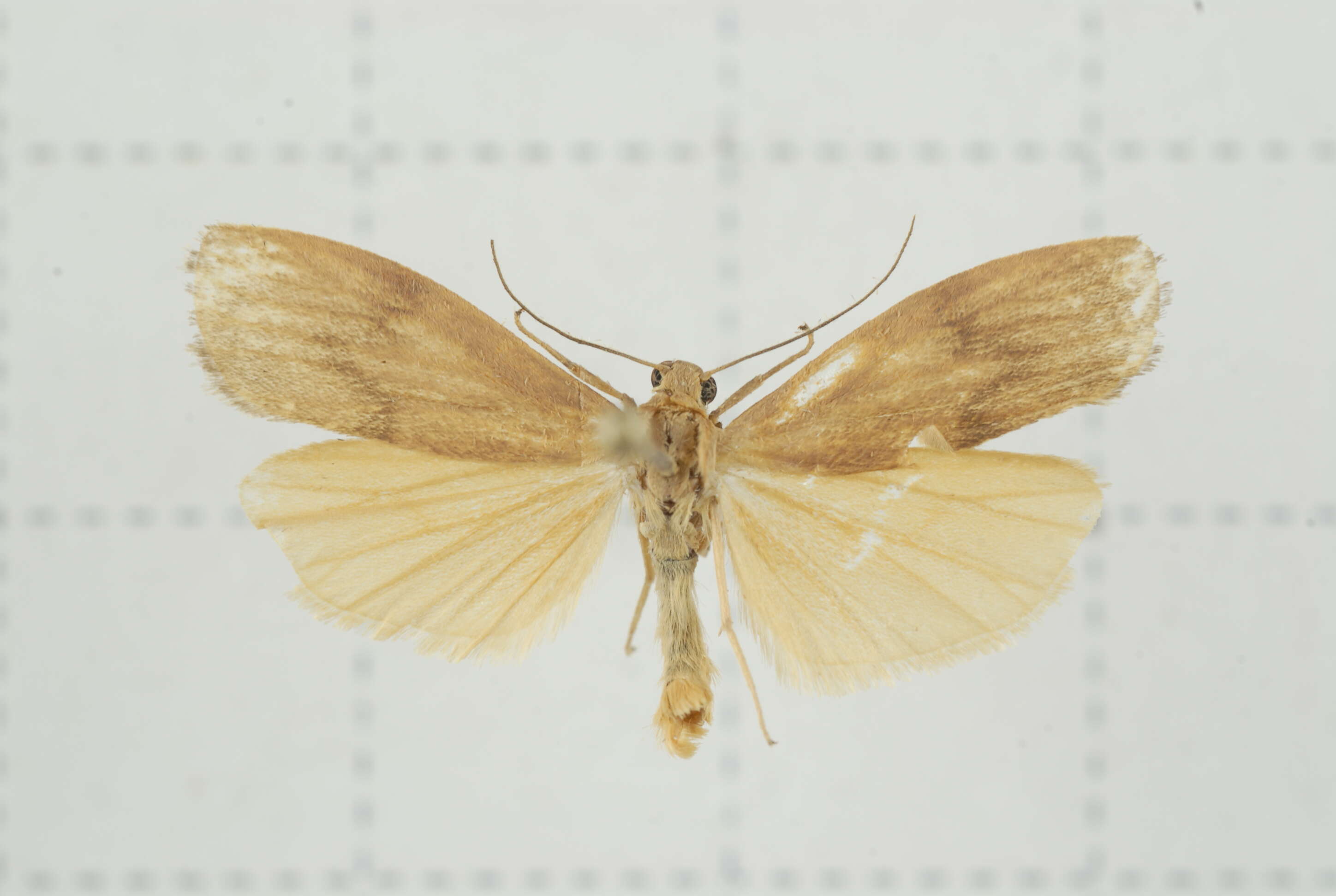 Image of Eilema ratonis Matsumura 1927