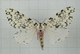 Image of Lymantria concolor Walker 1855