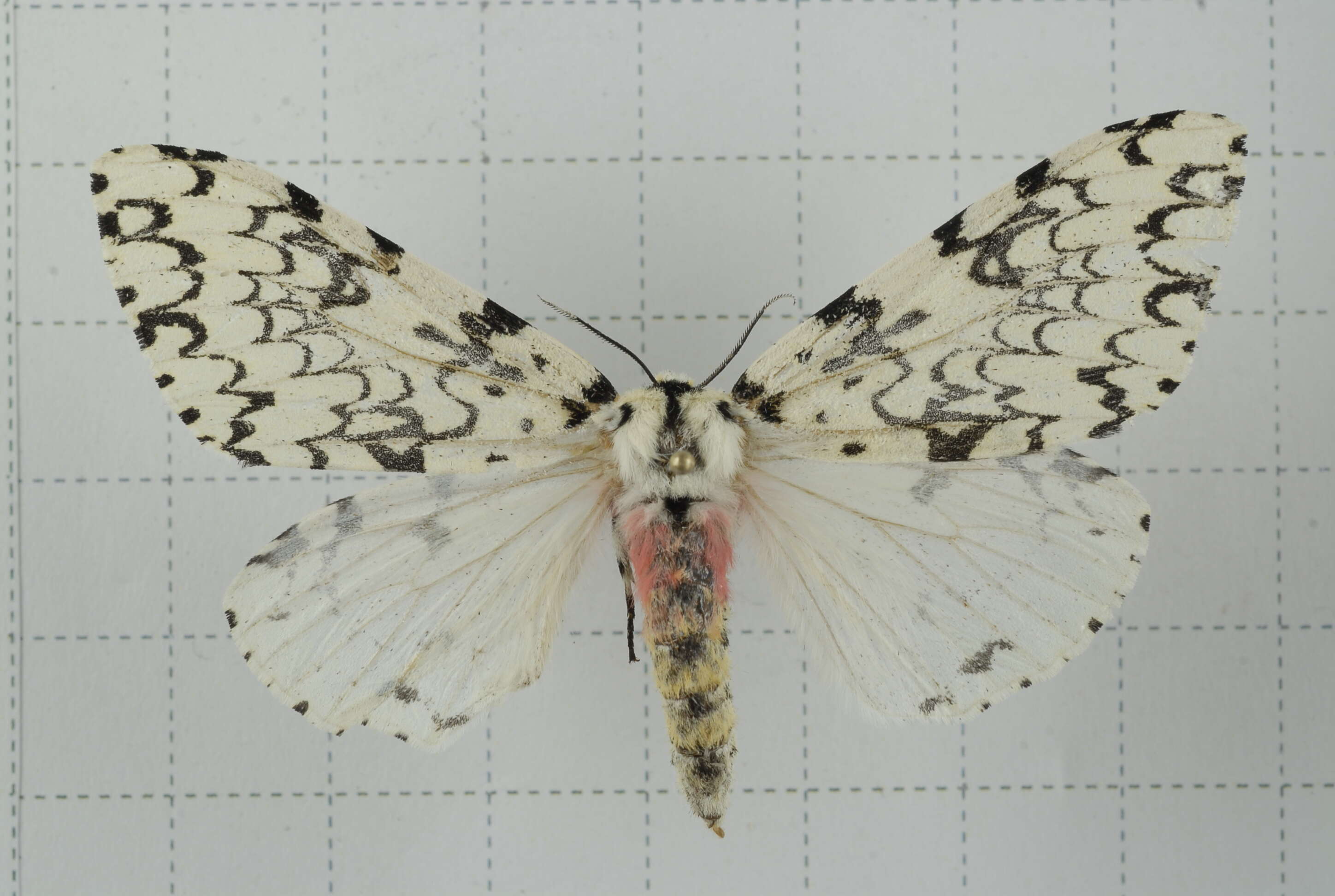 Image of Lymantria concolor Walker 1855