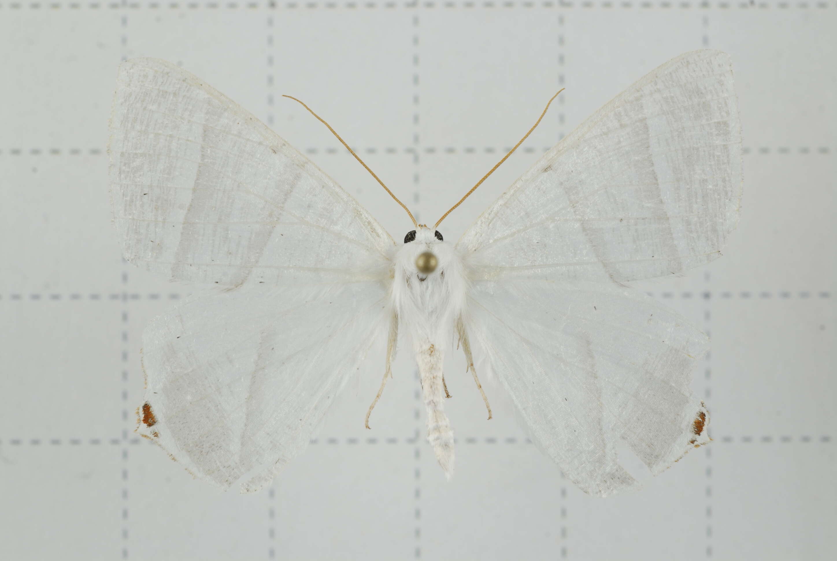 Image of Ourapteryx caecata Bastelberger 1911