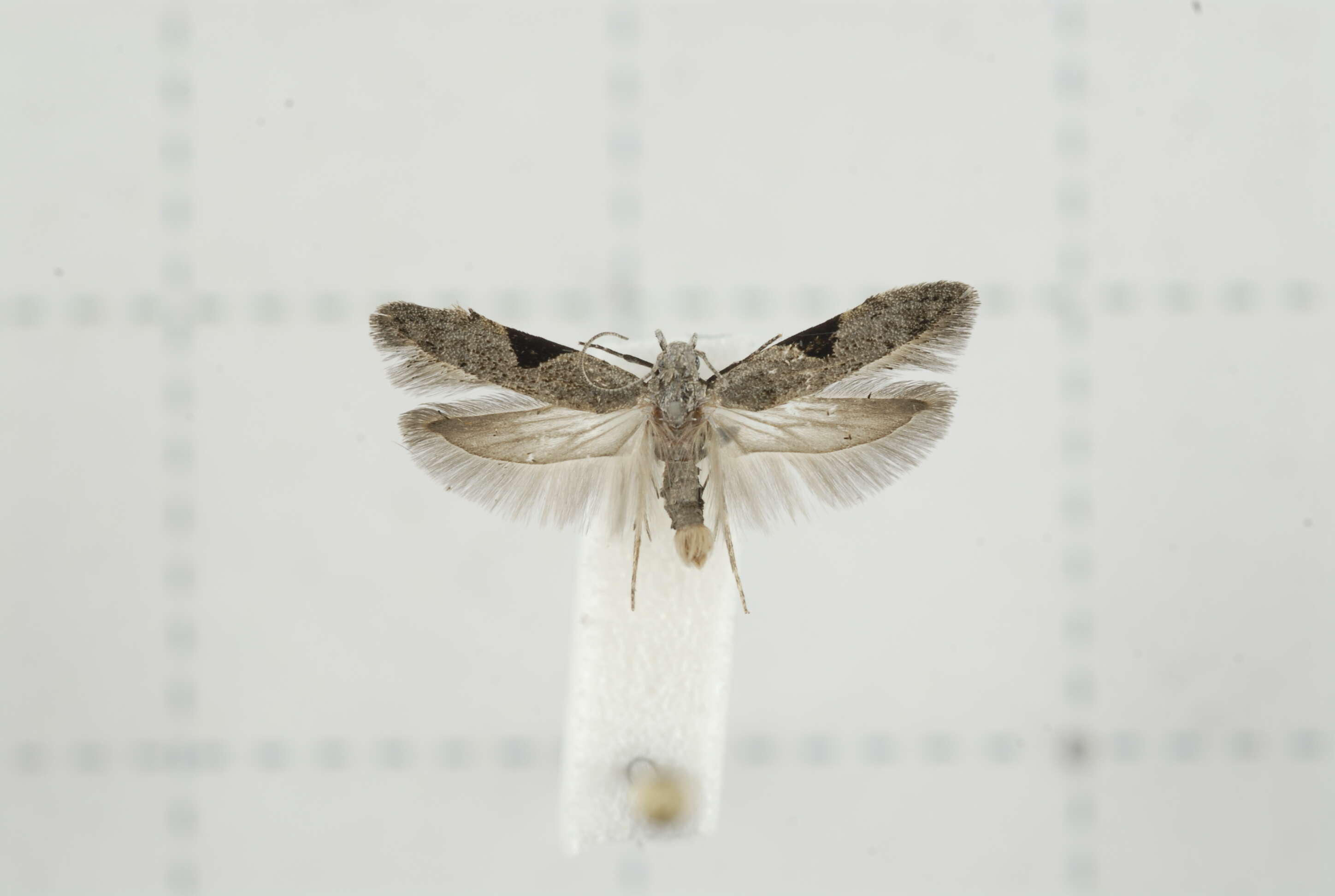 Image of Anarsia isogona Meyrick 1913