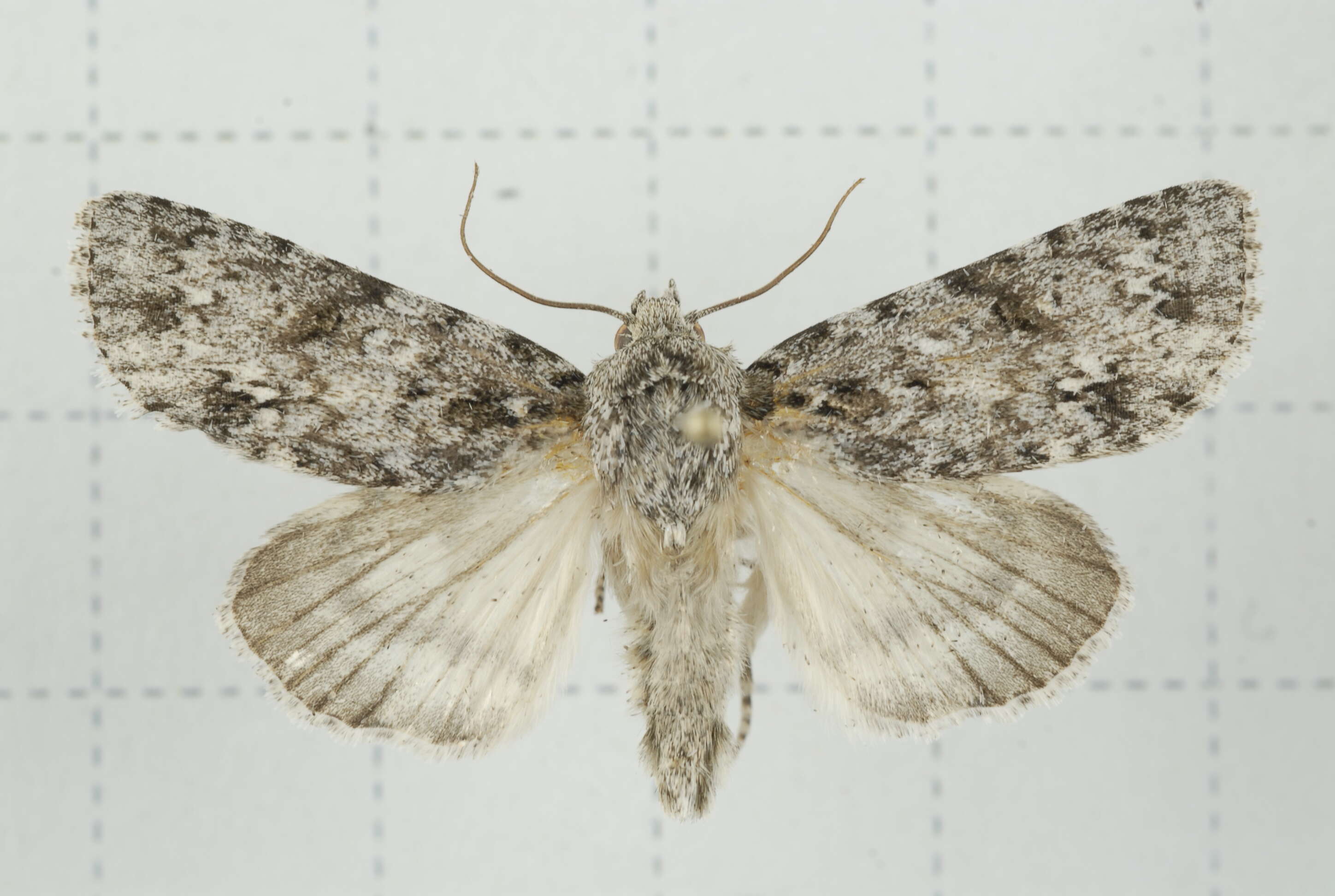 Image of Acronicta pruinosa Guenée 1852