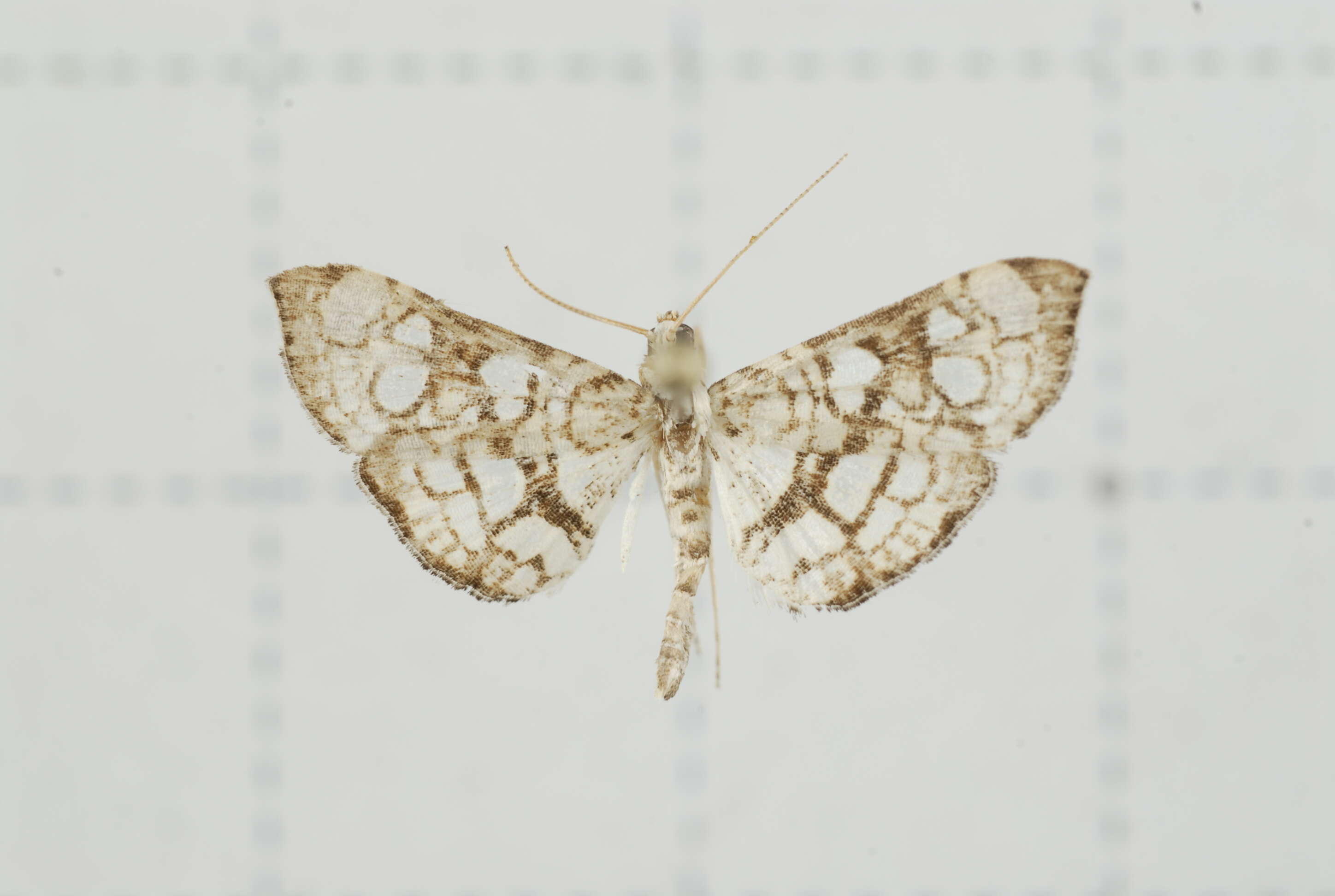 Image of Bocchoris trivitralis Swinhoe 1895