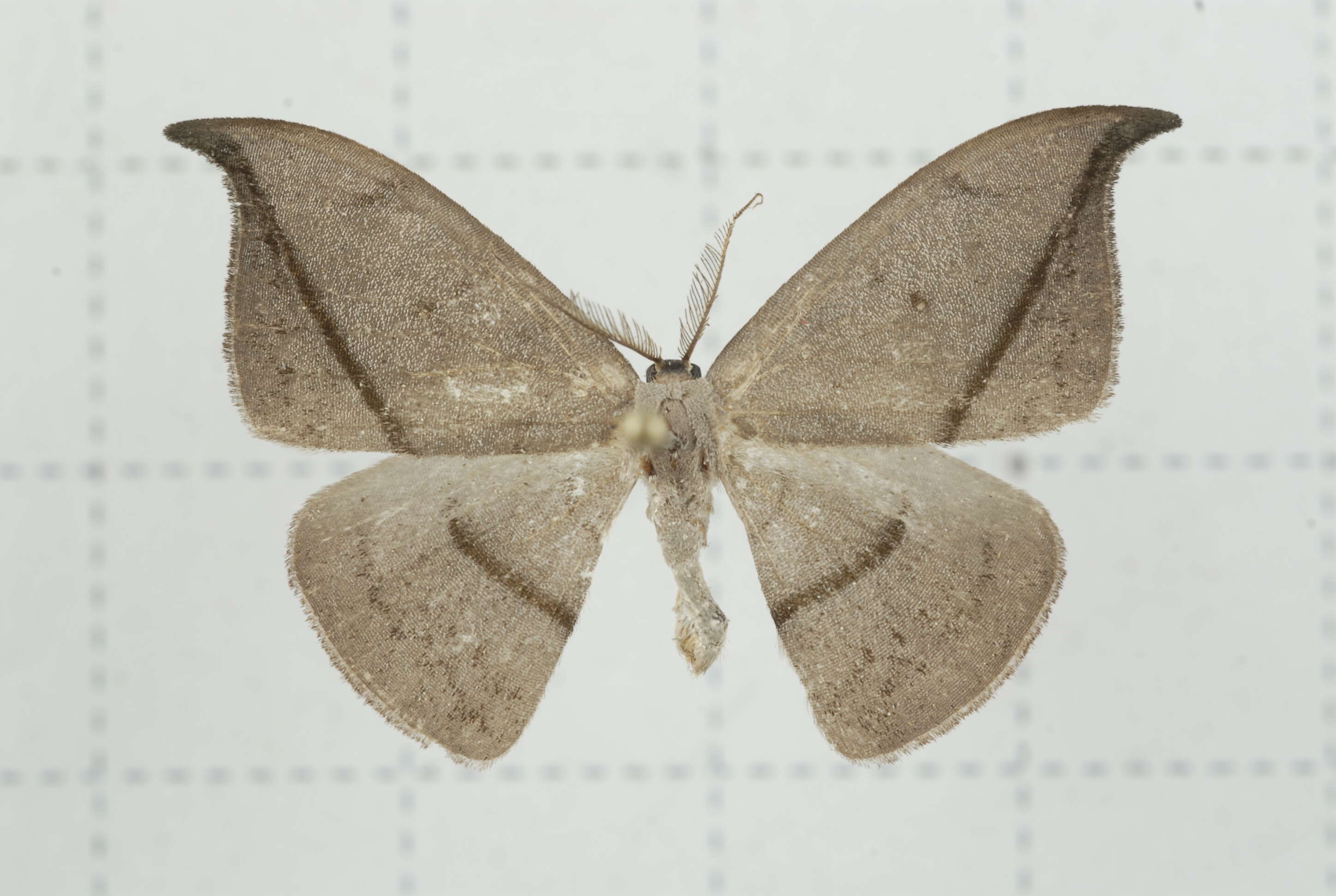 Image of Albara reversaria Walker 1866