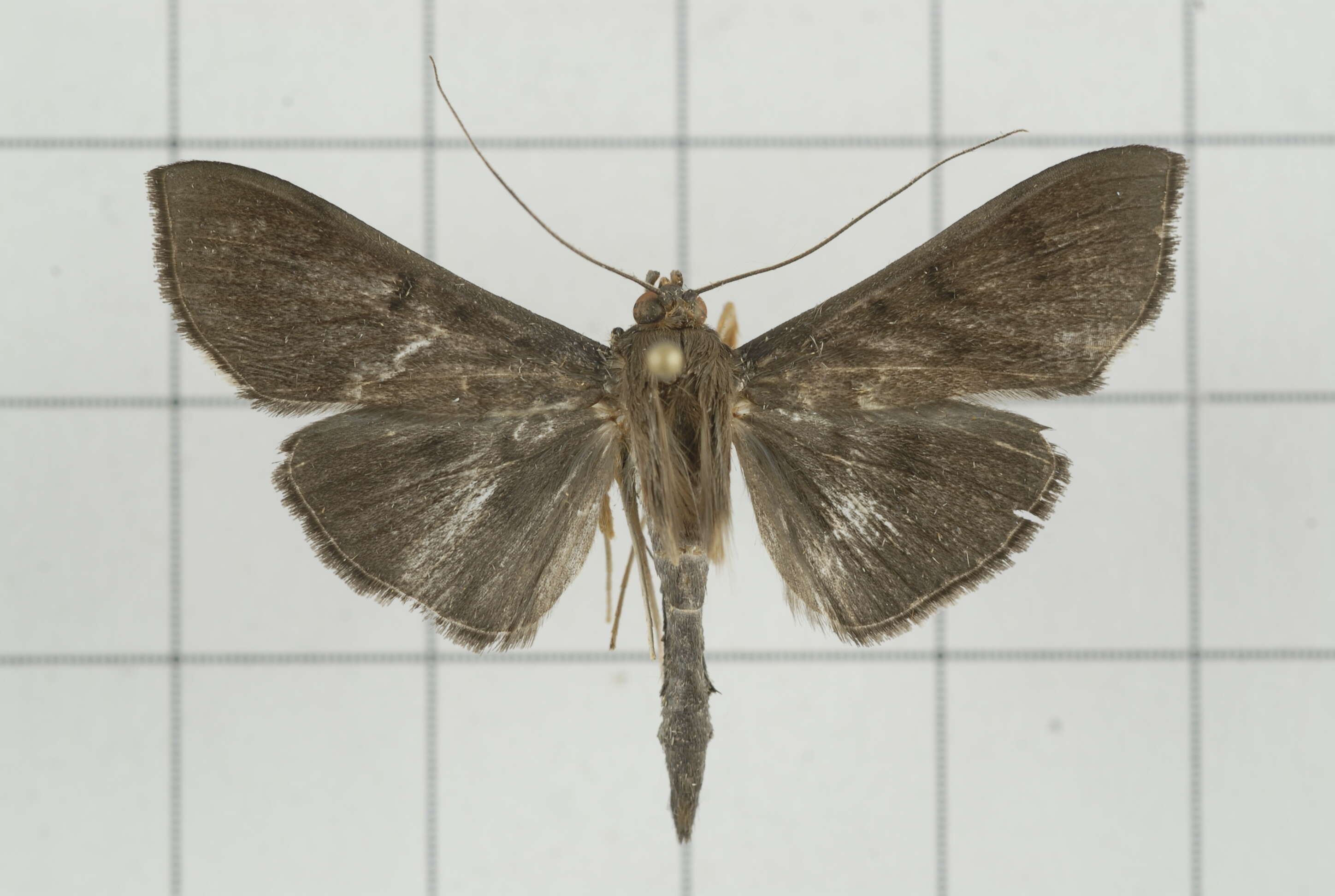 Image of Omiodes noctescens Moore 1888