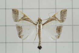 Agrioglypta eurytusalis Walker 1859 resmi