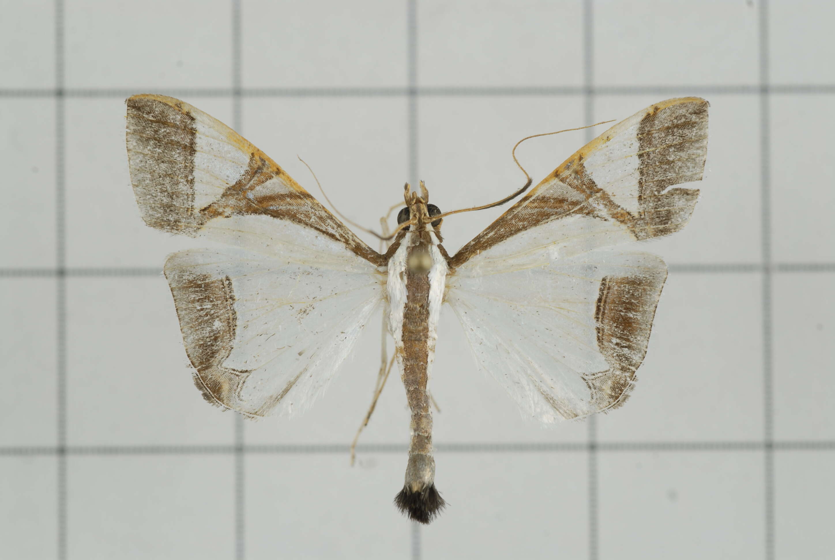 Sivun Agrioglypta eurytusalis Walker 1859 kuva