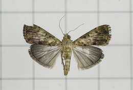 Image of Lamida obscura