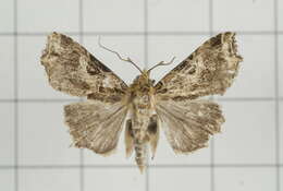 Image of Callopistria deflexusa