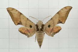 Image of Ambulyx ochracea Butler 1885