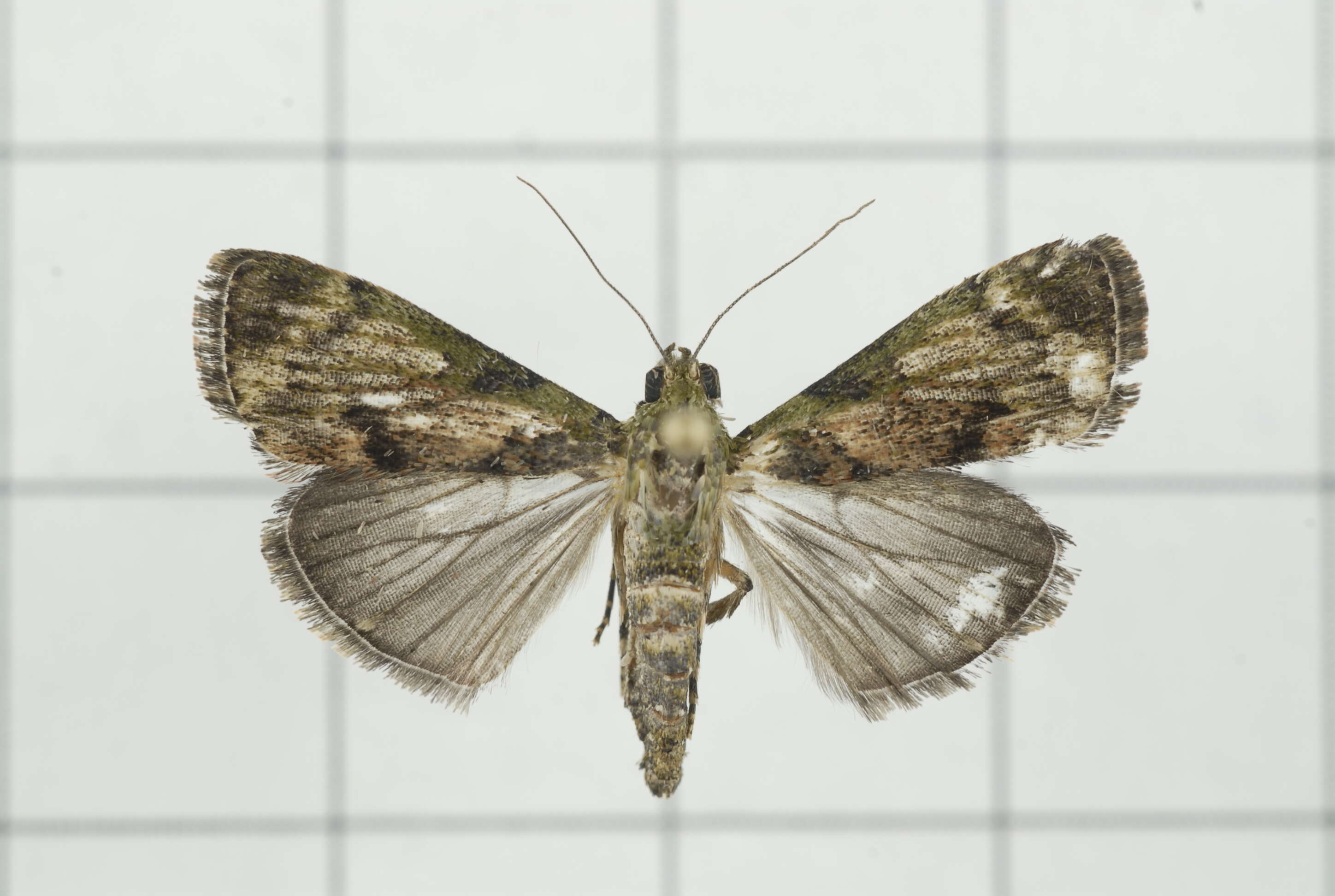 Image of Lamida obscura