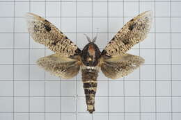 Imagem de Xyleutes strix Linnaeus 1758