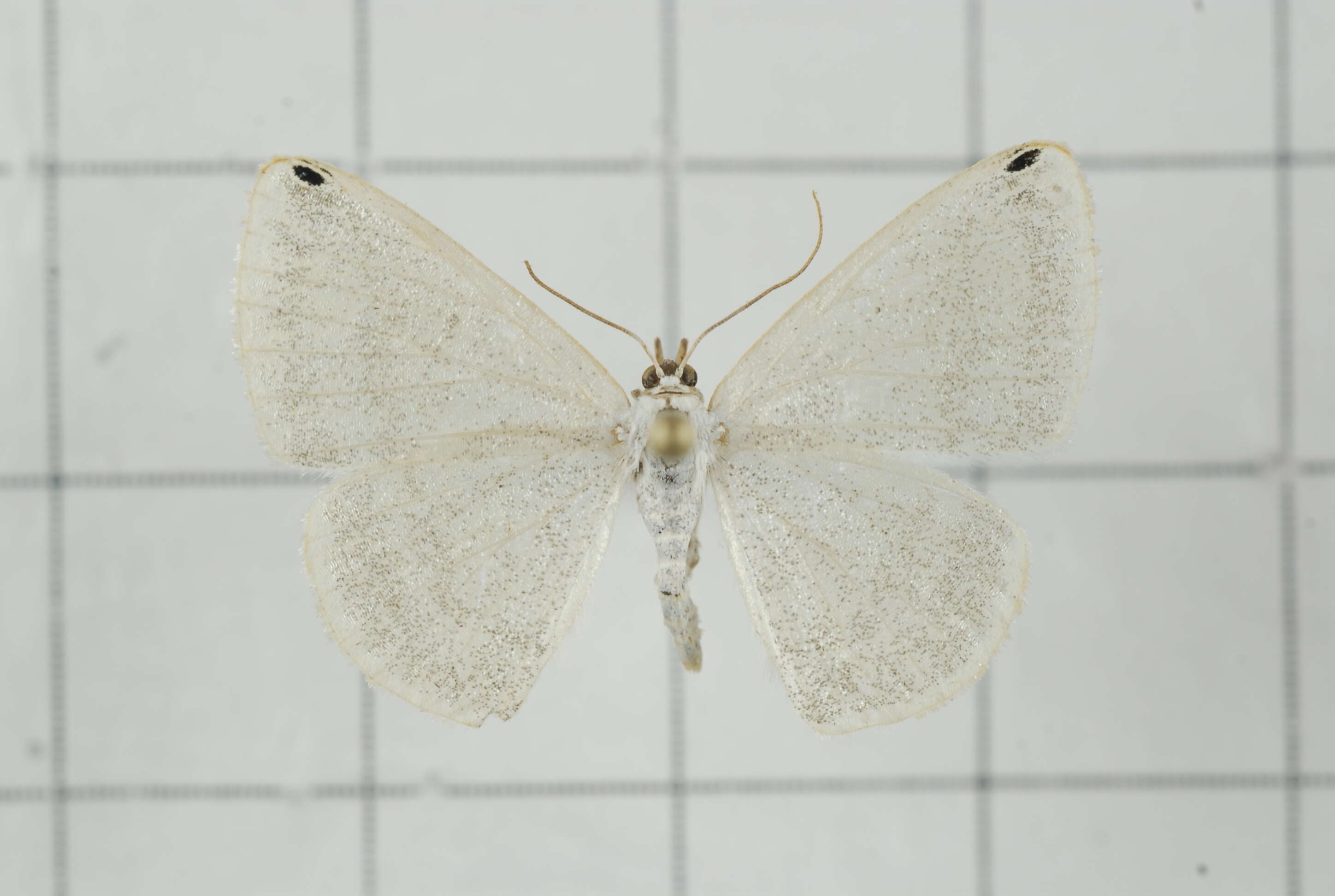 Image of Lomographa percnosticta