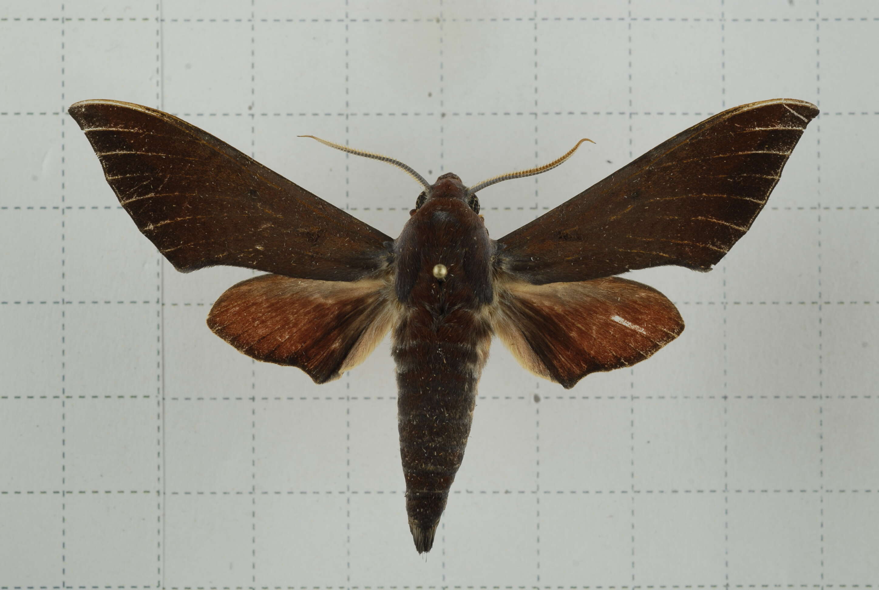 Image of Dahira rubiginosa Moore 1888