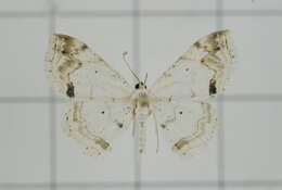 Image of Scopula yamanei Inoue 1978