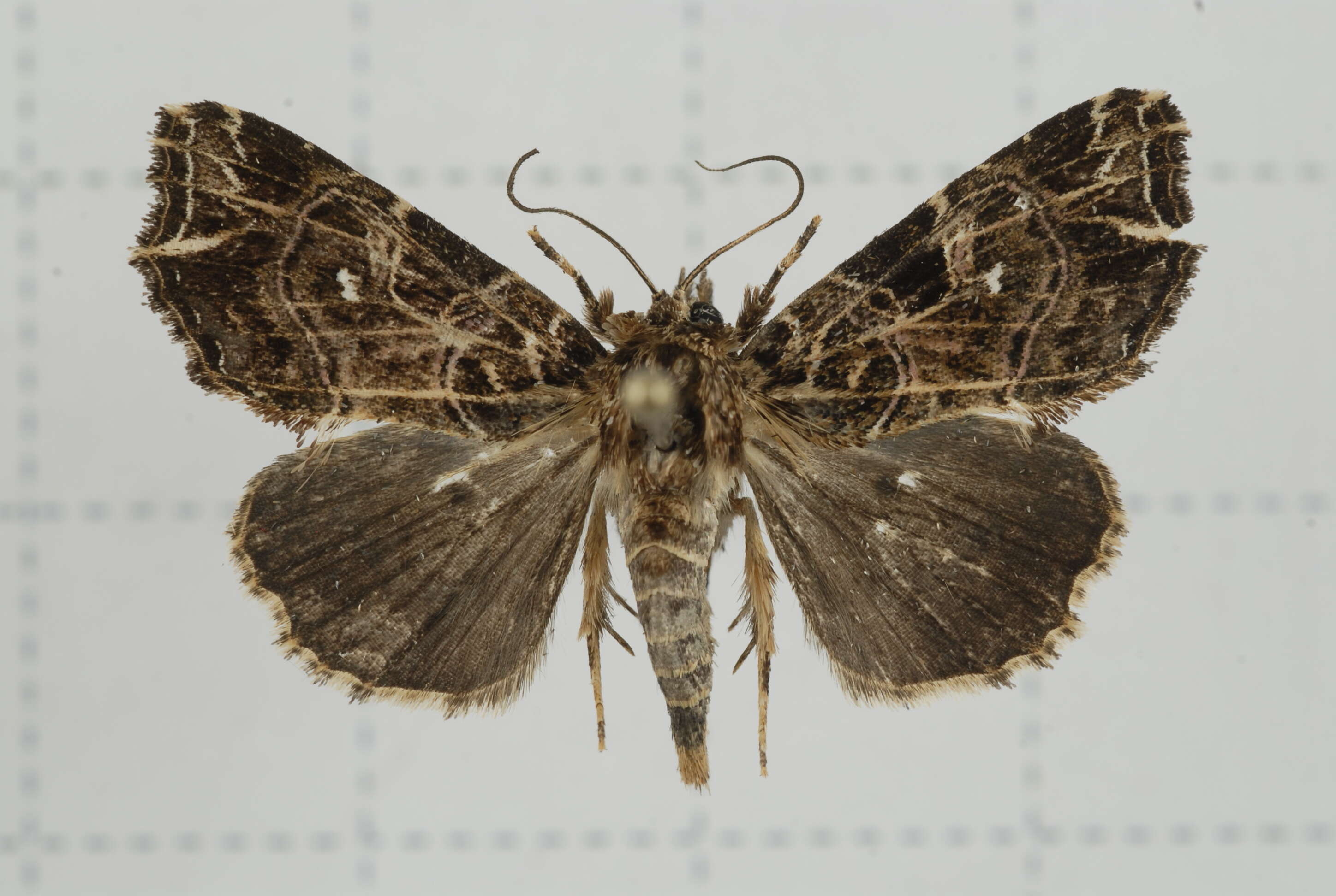 Image de Callopistria rivularis Walker 1857