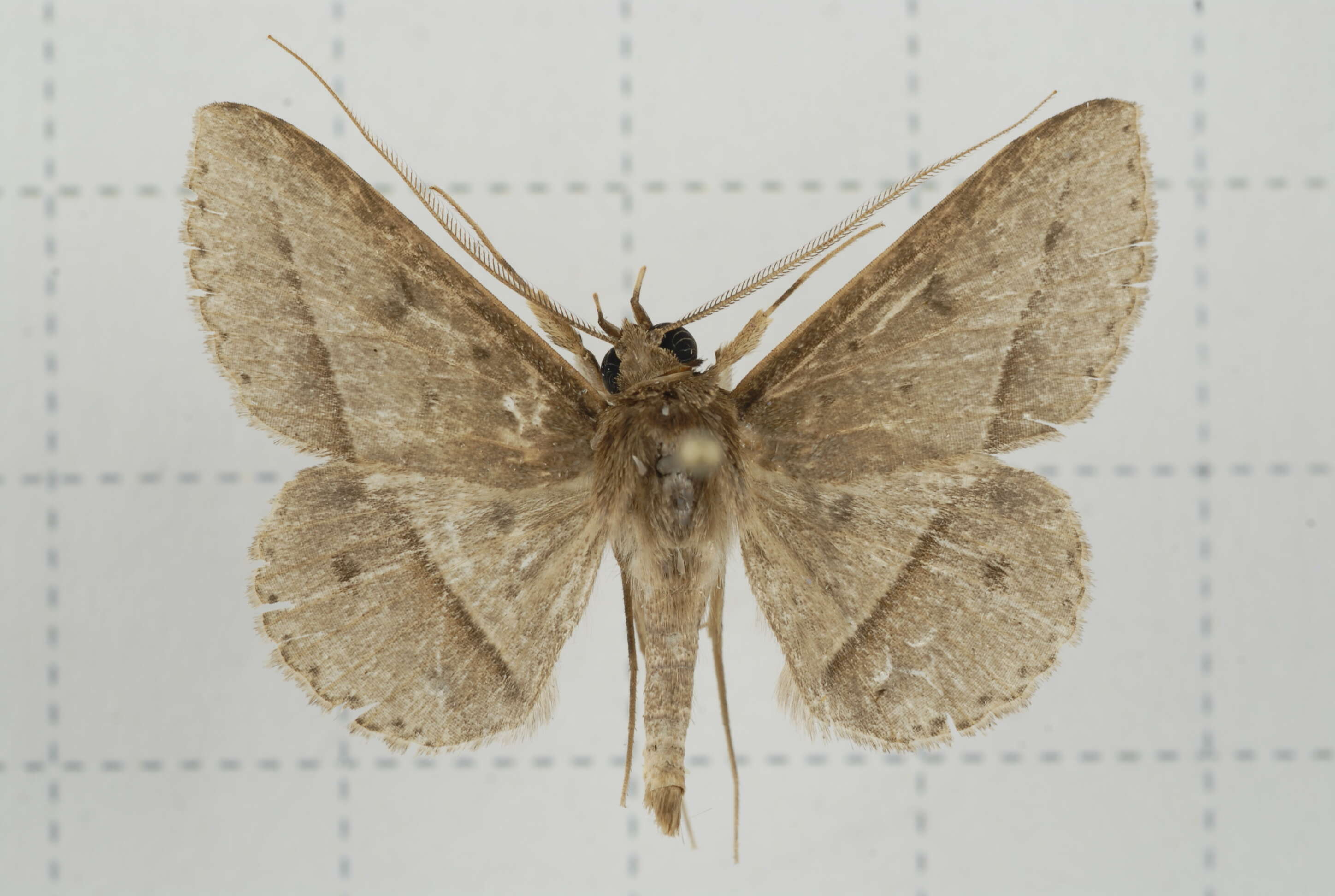 Image of Tochara creberrima (Walker 1858)