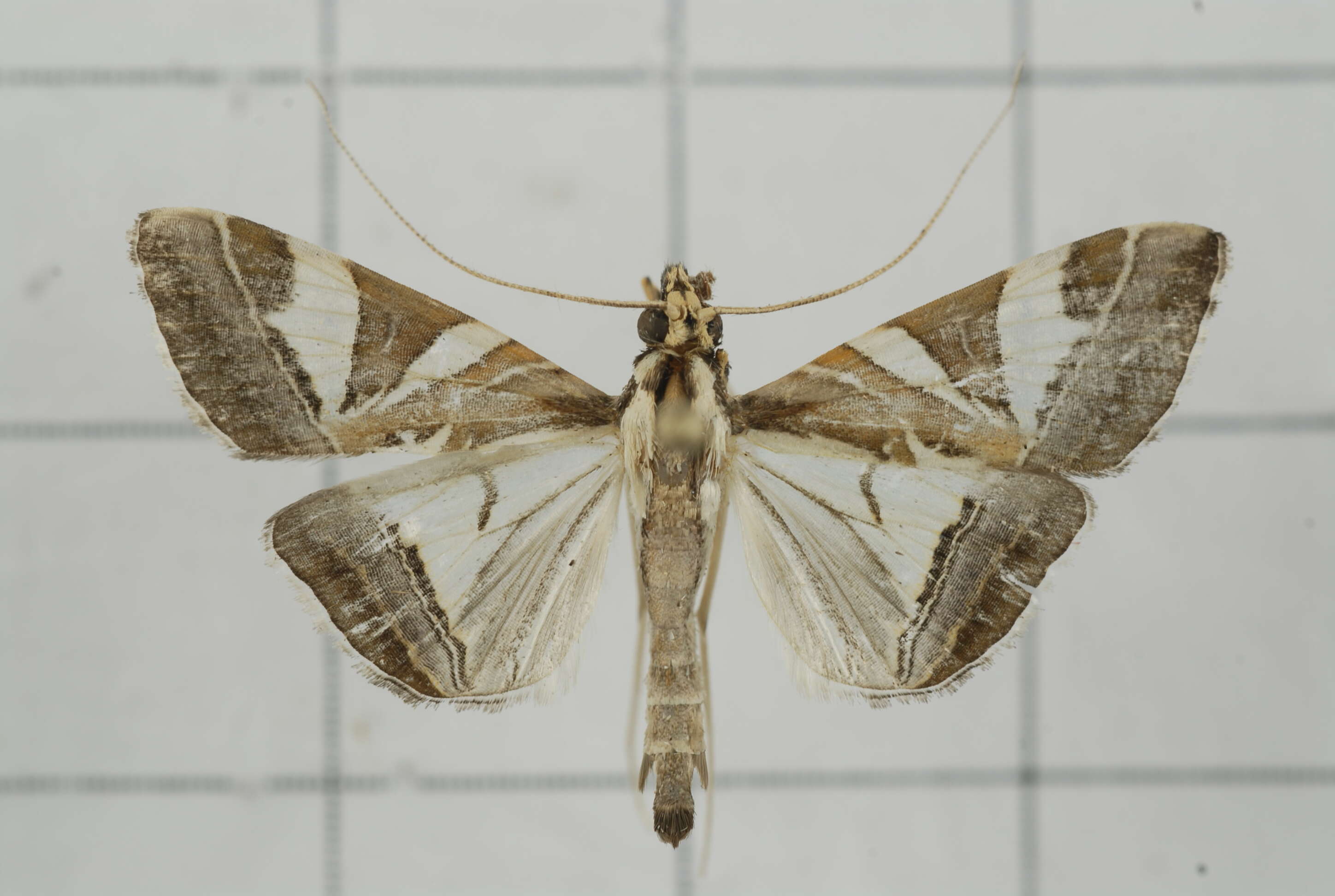 Sivun Agrioglypta itysalis Walker 1859 kuva