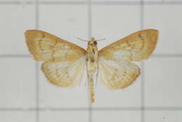 Image of Pyrausta celatalis Walker 1859