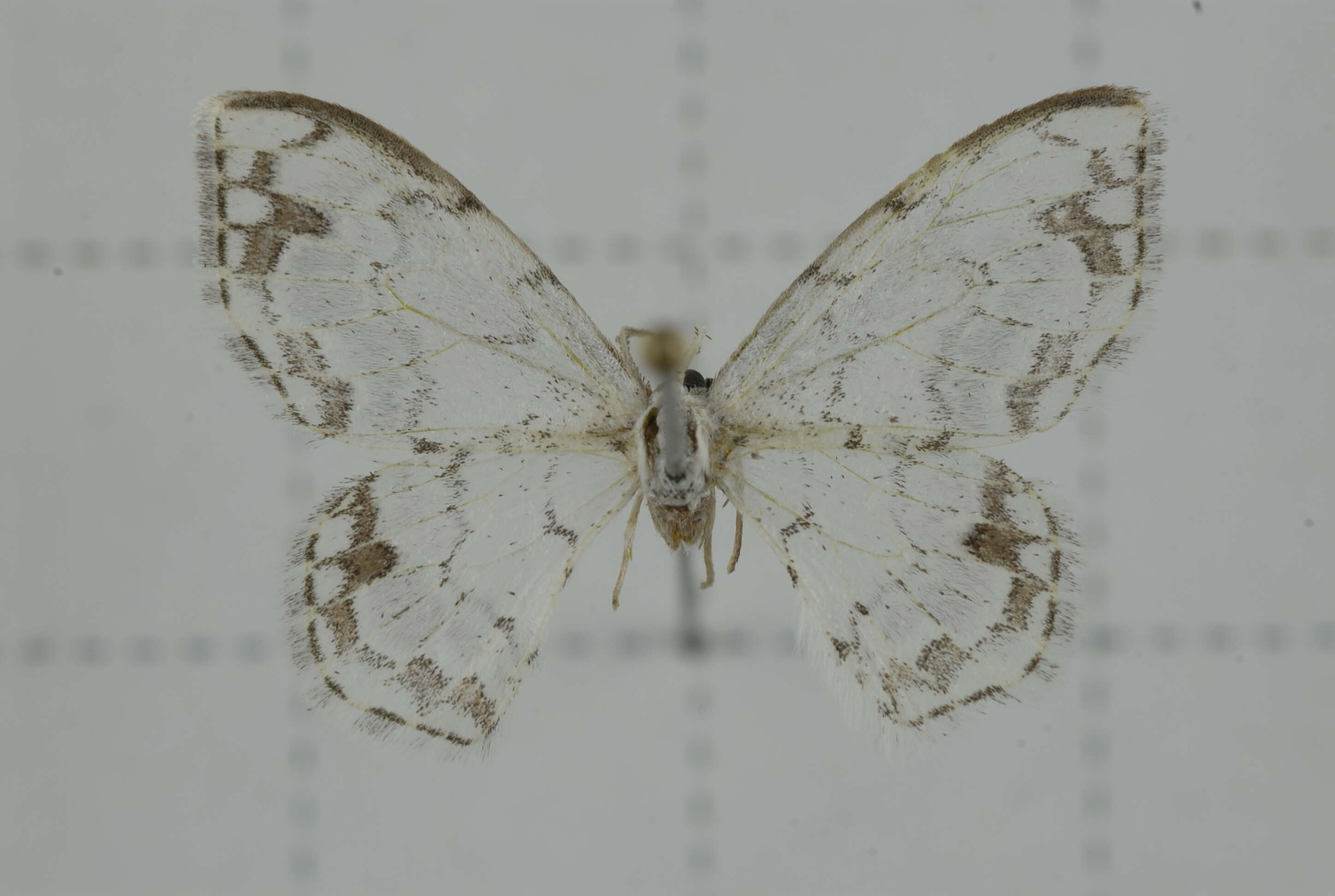 Image of Hyalospectra arizana Wileman 1911