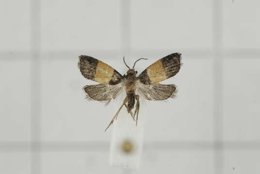 Image of Epinotia bicolor Walsingham 1900