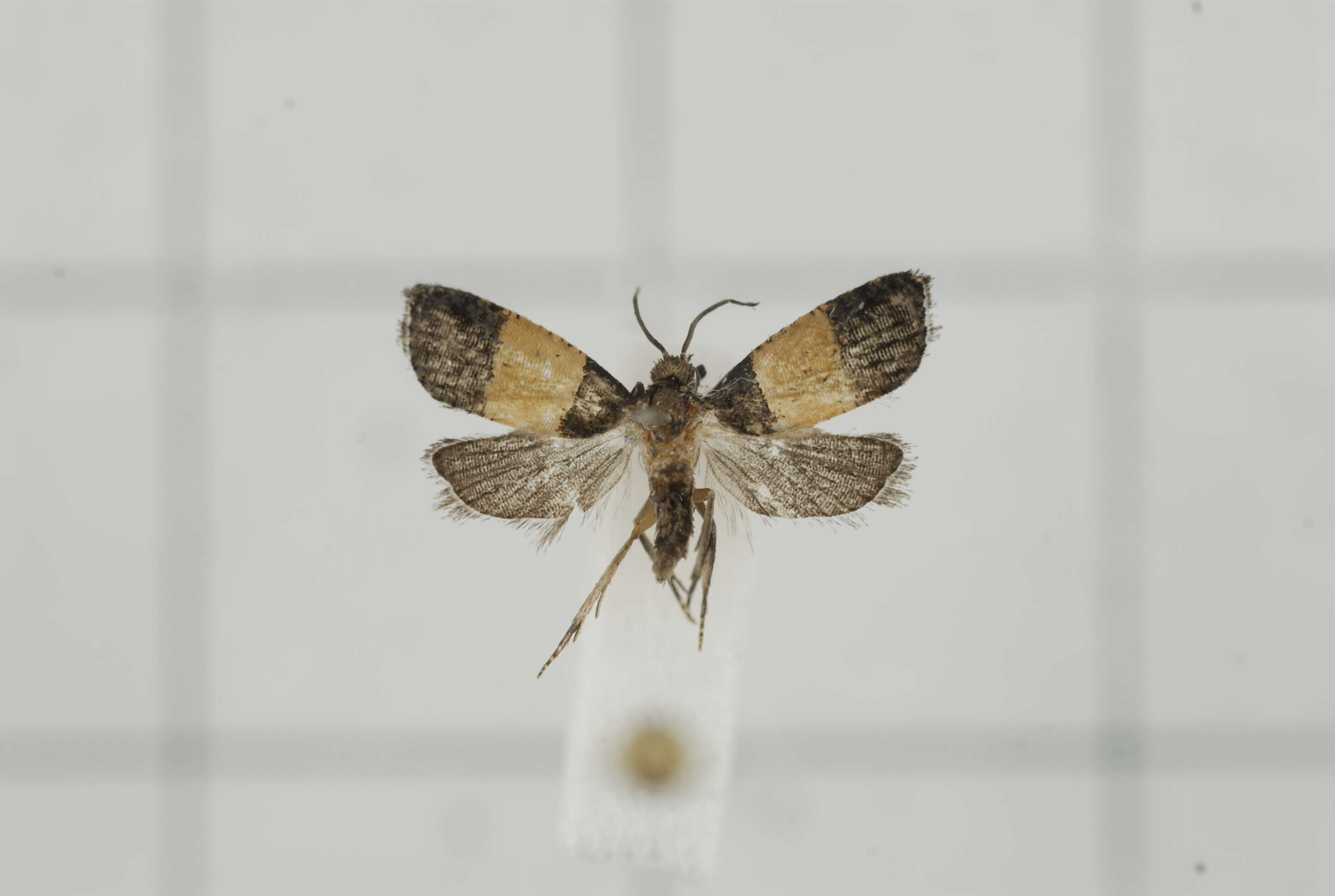 Image of Epinotia bicolor Walsingham 1900