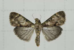 Image of Lamida obscura