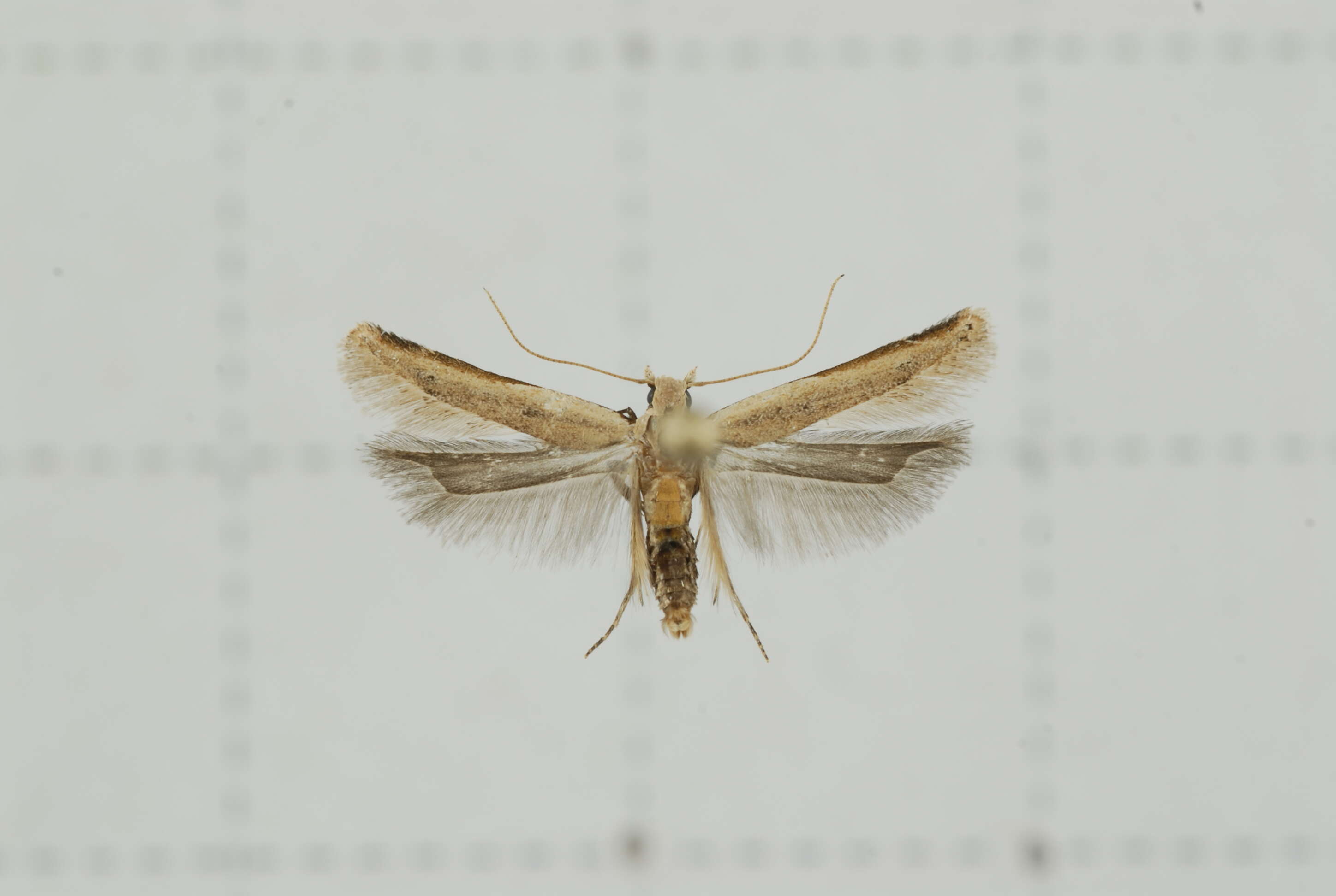 Image of Mesophleps sublutiana