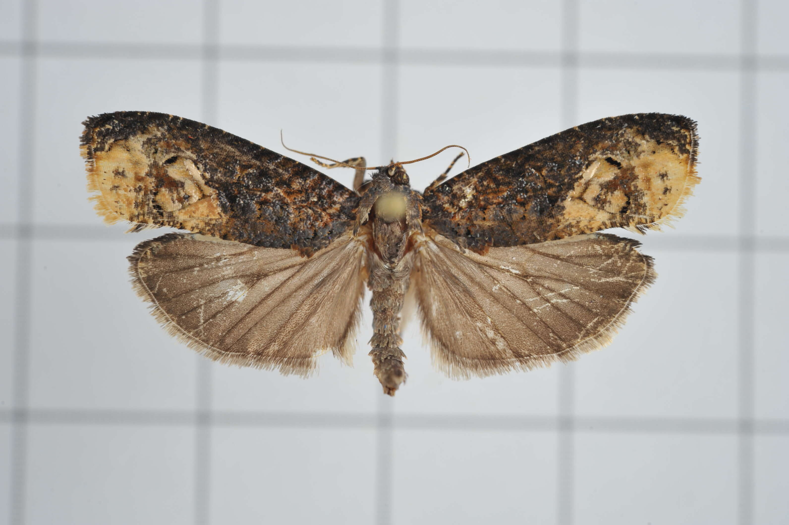 Image of Arcesis threnodes Meyrick 1905