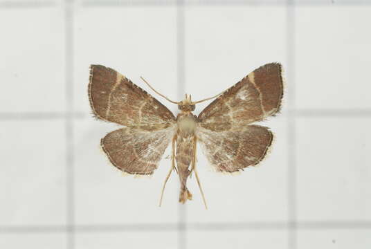 Image of Herculia pelasgalis Walker 1859