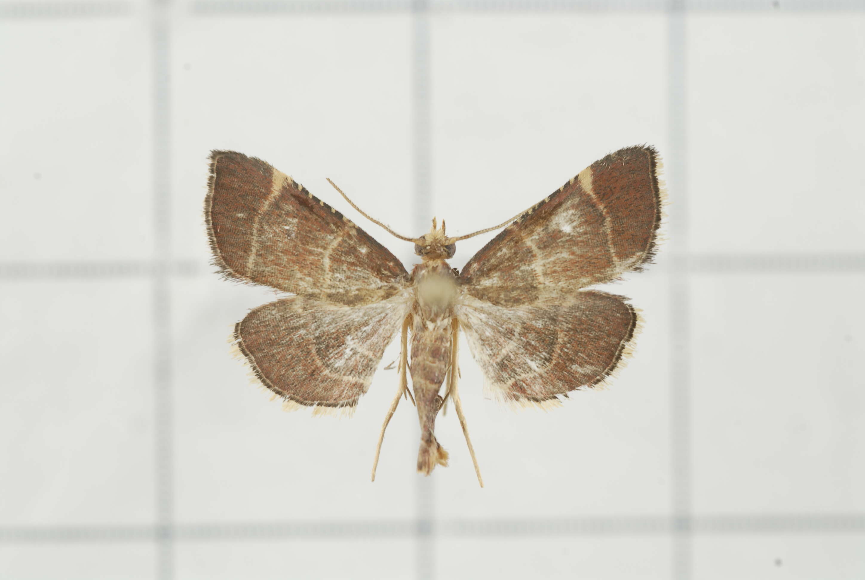 Image of Herculia pelasgalis Walker 1859