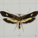 Image of Lysipatha diaxantha Meyrick 1932