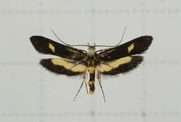 Image of Lysipatha diaxantha Meyrick 1932