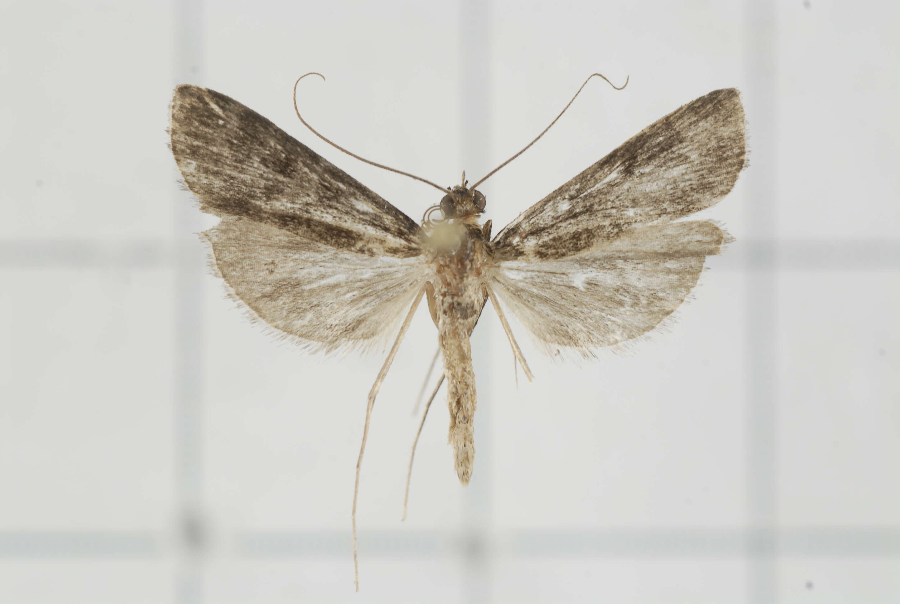 Image of Paracymoriza nigra