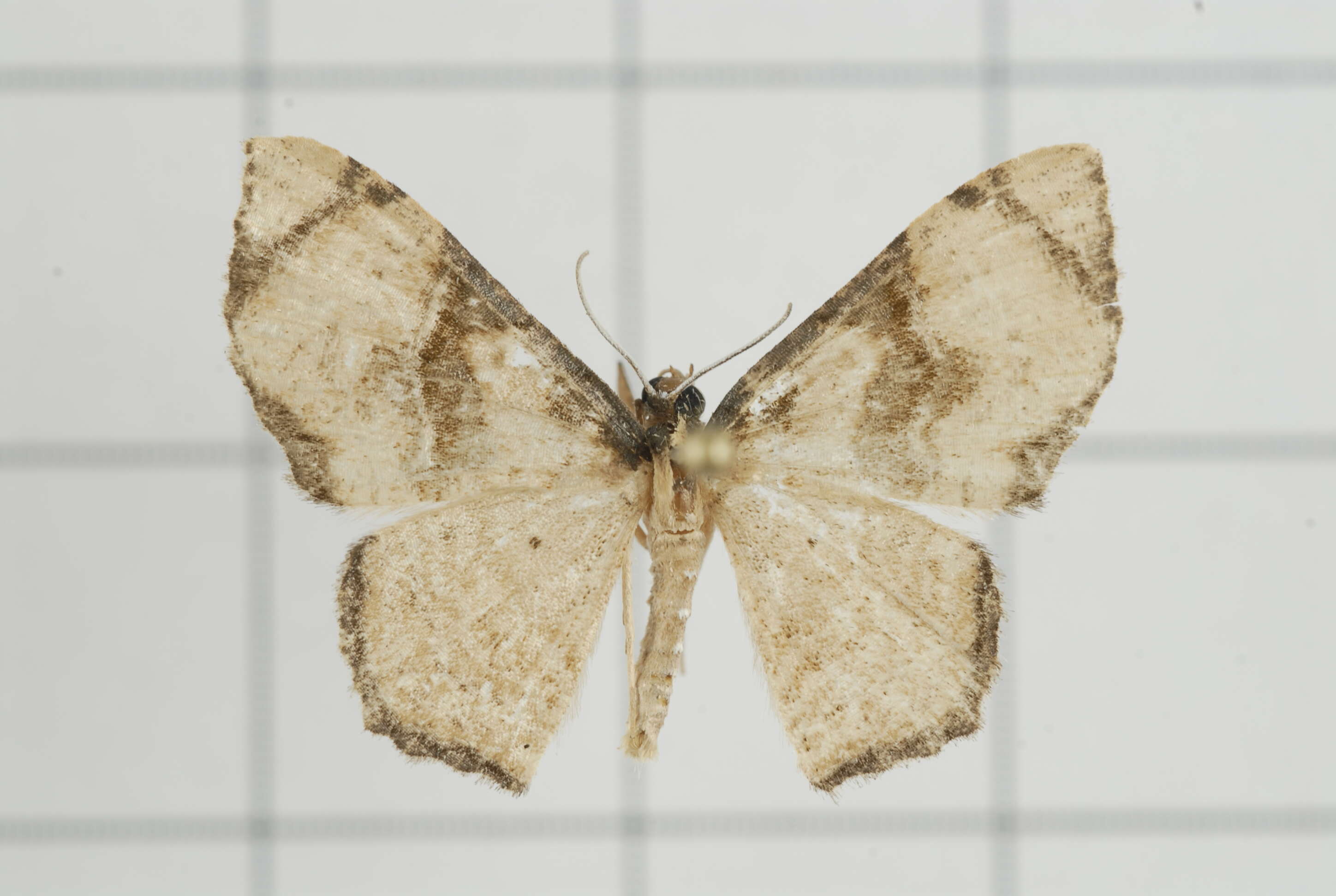 Слика од Chalyboclydon marginata Warren 1893